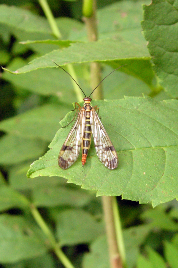 Panorpa cfr communis maschio e Panorpa sp.femmina